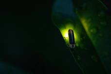 Fantastic Firefly Hike - Family Fun