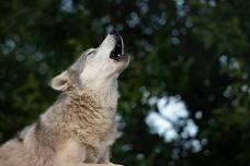 Howl Night Feb 17