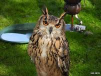 Owl Display & Reptile Event