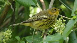 CT Audubon Roger Tory Peterson Estuary Center: Spring Bird Walk