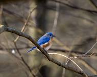 Black Birders Week Bird Walk