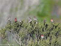 Elkhorn Slough: Early Bird Tour