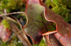 Pinhook Bog Open House