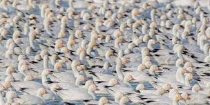 Freezout Lake Snow Geese Migration