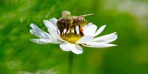 Honeybees and pollinators,