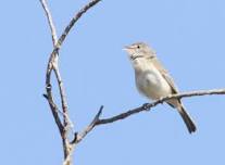 Guided Bird Walk