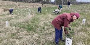 Revegetation - Planning for Success! - Yankalilla 30th August 2024