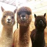 Celebrate DCL's 99th at Alpaca Acres Farm & Fun