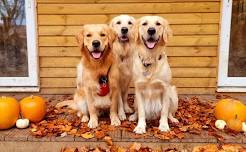 Golden Retriever, Breed Specific Social Session