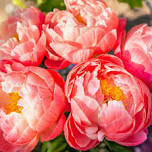 Senhime Peony Festival