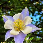 Colorado Springs Senior Center Forest Bathing