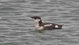 Marbled Murrelets off the Northern California Coast