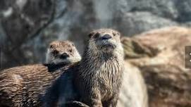 Father's Day @ the Washington Park Zoo