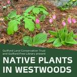 Native Plants in Westwoods: Identification, Value, and Availability