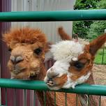 Alpaca Snuggles and Selfies