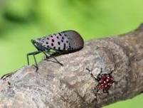 Spotted Lanternfly ID Training and Trap Building — Catskill Center