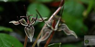 Native Plant Garden Tour