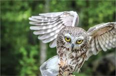 Summer Reading Program Kickoff (Session 1): Owls of Maine!