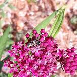 The Many Minnesota Milkweeds