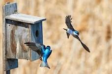 Bird House Building Workshop (FREE)