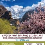 Cherry Blossom Gilgit/Hunza