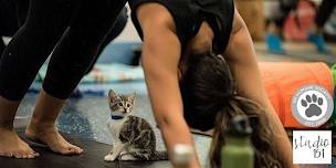 Yoga with Friends: KITTENS!