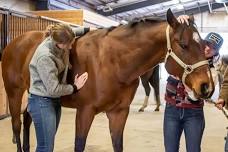 Advanced Equine First Aid: Ages 10+