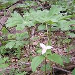 Trilliums at Thompson WMA