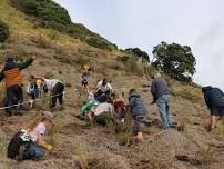 Planting New Wetland for Matariki