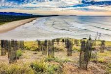 Boambee Headland Revegetation Project in Collaboration with Coffs Harbour Regional Landcare and Geolink