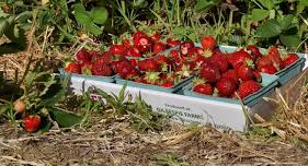 PYO Strawberries