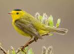 Birding Walk with Mountain Area Land Trust