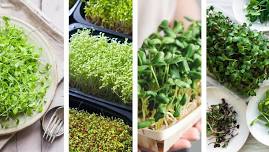 Hearty Leaf Microgreens @ Olathe Farmer's Market