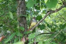 Bird Hike