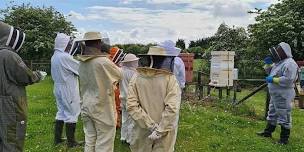 Beekeeping Experience