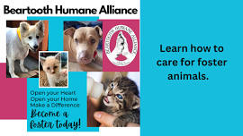 BHA: How to care for foster animals