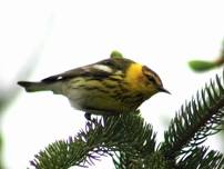 Spring Migration Bird Walk