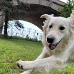 Harrisburg City Dog Park Play Date