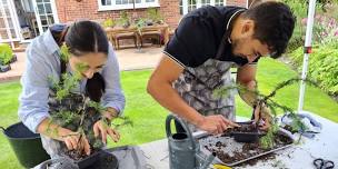 Create a Bonsai - hands-on experience