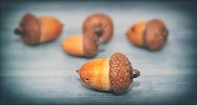 Acorn Processing Day