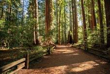 Redwood Grove Guided Walk