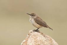 Heil Valley Ranch with Carl Starace — Boulder County Audubon