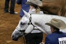 Redbud Spectacular Horse Show