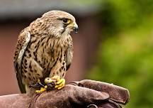 ANIMAL ENCOUNTERS: Birds of Prey – Wednesday, June 19