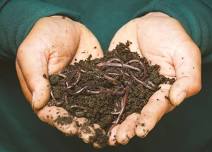 Elm Dirt Worm Farm: Organic Plant Fertilizer from Kansas City to Wimbledon