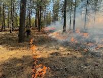 Natural History Pub: With Fire, Comes Smoke: Living in a Fire-Dependent Ecosystem