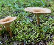 Mushroom Walk with Chris Baker, The Chicory Naturalist