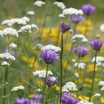 The Beauty in Biodiversity: Gardening w/Pacific Northwest Native Plants