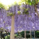 Kanahebisui Shrine Flower Festival