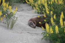 Wild Dunedin - Beach clean up!